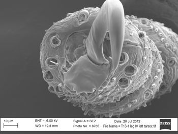 Media type: image; Invertebrate Zoology 131275
